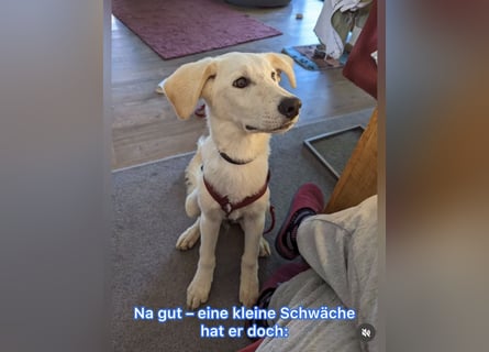 Carlo – ein kluger Dreikäsehoch auf der Suche nach seinem Platz im Leben (auf PS PLZ 87763)