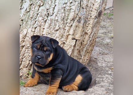 Bullpeiwelpen, Mischling aus englischer Bulldogge und Sharpei/Shar-Pei
