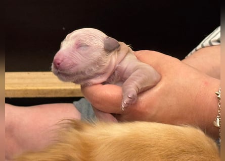 Golden Retriever Welpen