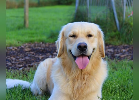 Golden Retriever Deckrüde mit FCI-Ahnentafel