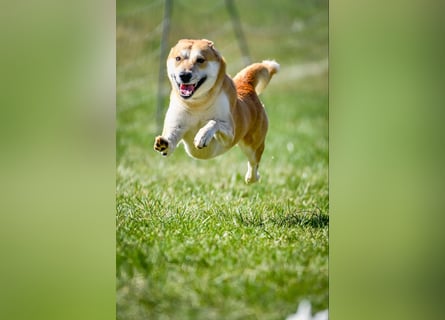 Canaan Dog-Welpe (Kanaan-Hund)