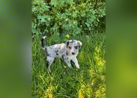Wunderschöne Australien Shepherd Border Collie Welpen