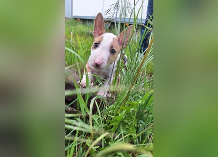 Mini bullterrier - Australian shepherd mix welpen