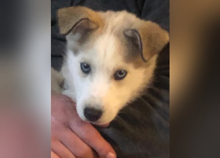 Akita-Husky Welpen