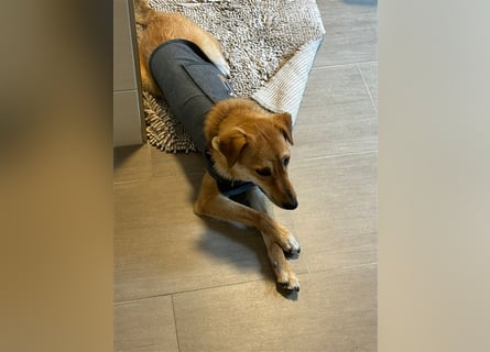 Lexie - Unser liebevolles Energiebündel und Kuschelmonster
