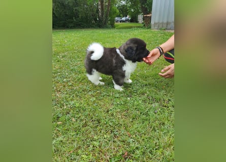 Amerikanische Akita