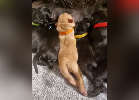 Edle Labrador Welpen (Schwarz/Foxred/Creme) mit Ahnentafel, Nachkommen von Champions