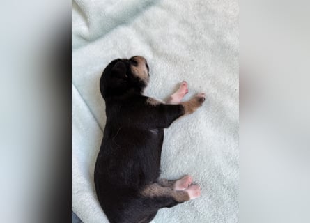 Mittelspitz-Chihuahua-Terrier Mix