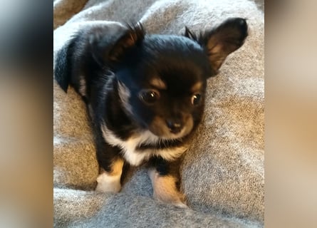 Fröhliche Chihuahua-Hùndin