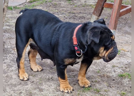 Bullpeiwelpen, Mischling aus englischer Bulldogge und Sharpei/Shar-Pei