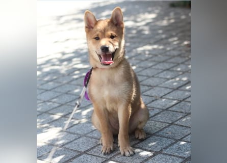 Schöne rote Shiba inu Welpen MEI, MIKA, MASARU mit FCI dokumenten