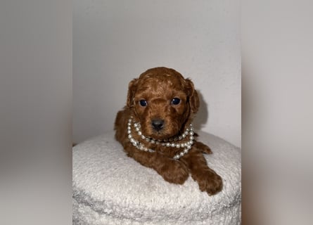 Kleine Toy Pudel rot braun (asiatische Linie)