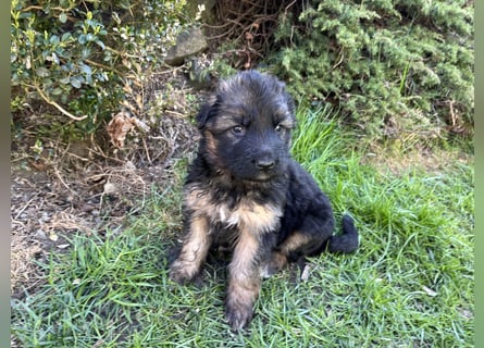 Deutsche Schäferhunde Langstockhaar