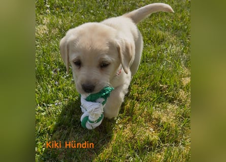 Labrador Retriever Welpen, reinrassig, Ahnenpass uvm., schwarz und gelb