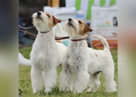 Weiblicher Jack Russell Terrier zu verkaufen