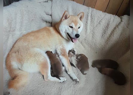 Wunderschöne Shiba Inu Welpen suchen ein liebevolles Zuhause!