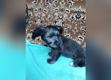 Chihuahua Welpen verkaufen
