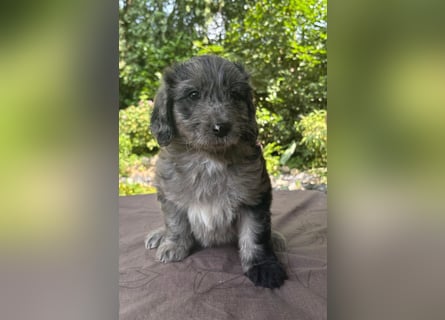 Aussiedoodle Welpen mini / medium F1