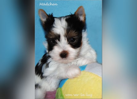 Yorkshire Terrier Mädchen- schoko-weiss-gold