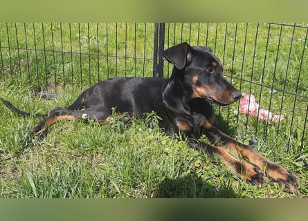 Dobermann Welpen mit Ahnentafel u. Bringservice