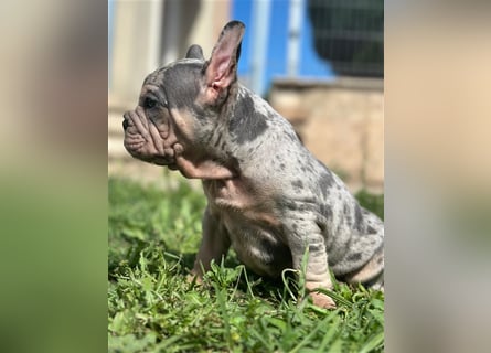 Typvolle gesunde freiatmende französische bulldoggen