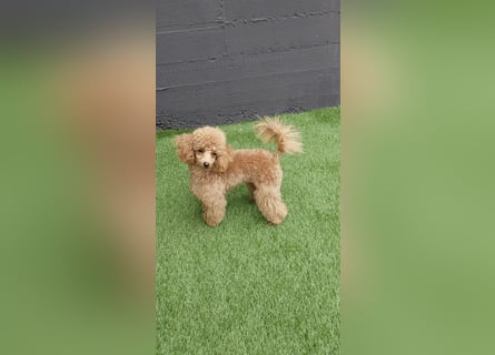 Toypudel/Zwergpudel mit Pedigree Ahnentafel