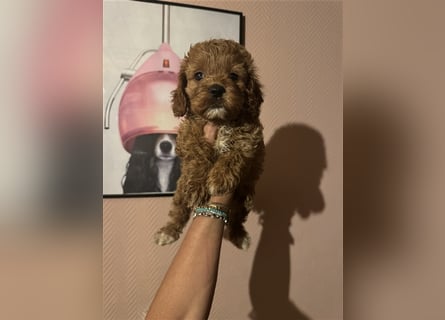 Cockapoo. F1 American Wurfankündigung Mai 2025