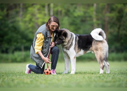 Kendo - ruhiger, ausgeglichener Familienhund - Tierhilfe Franken e.V.
