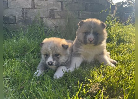 Akita Inu Welpen
