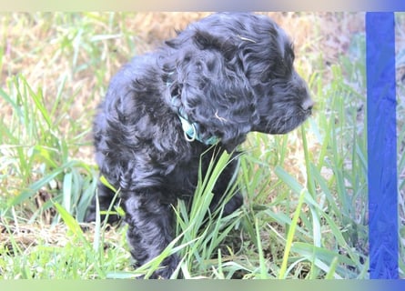 Cockapoo bereit zum Lieben!  - Schenken Sie sich selbst bedingungslose Liebe –