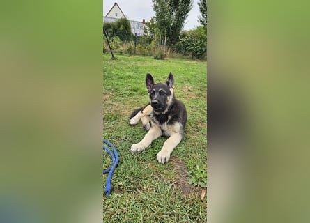 Osteuropäische Schäferhund Welpen