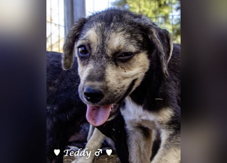 Teddy und seine Geschwister suchen ab September ein Zuhause
