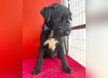 knuffiger kleiner THEO - 8 Monate, 40cm/9kg - Schnauzer-Mix