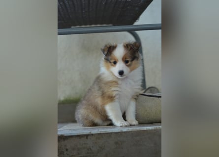 Sheltie Welpen