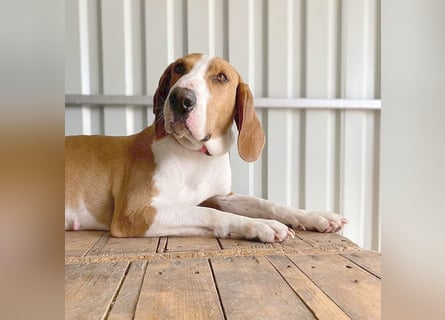 ❤️ superliebe Schmusemaus ABINA - 6 Jahre, 50cm/25kg - Balkan-Bracken-Mix