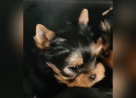 Yorkshire-Terrier Welpen,  reinrassig mit Ahnentafel sofort abgabebereit