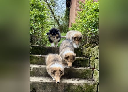 Colliewelpen im amerikanischen Typ