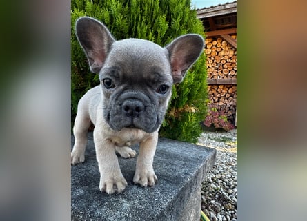 2 wunderschöne Welpen -Blue(grau) und fawn -Mädels