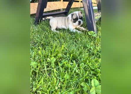 Zuckersüße Freiatmige Bulldoggenwelpen