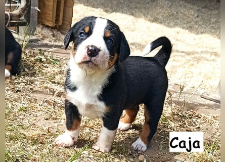 Appenzeller Sennenhund Welpen
