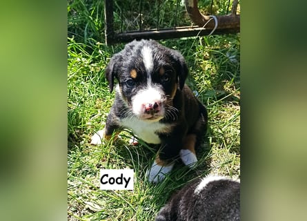 Appenzeller Sennenhund Welpen