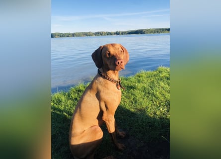 Wurfankündigung Magyar Vizsla Welpen (Mai 25)