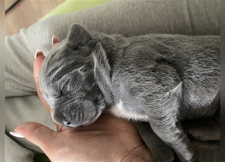 Cane Corso Welpen FCI Ahnentafel