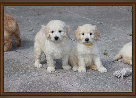 GOLDENDOODLE Traum ! Bezaubernde Welpen aus langjähriger+überprüfter Familienaufzucht.
