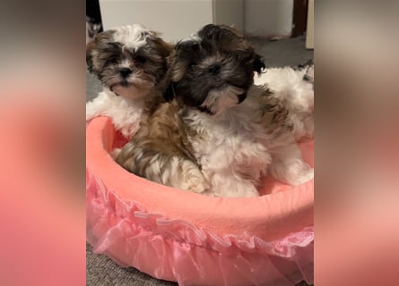 Shih Tzu Malteser Mix Welpen 15 Wochen alt