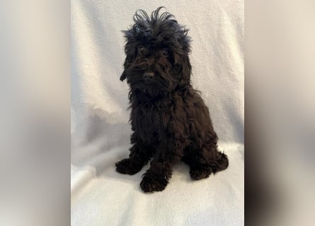 Wunderschöne Mini/Medium Goldendoodle Hündin in schwarz-braun zu verkaufen 6 Monate alt max.38cm