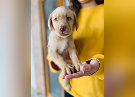 Labrador Welpen gelb braun und schwarz