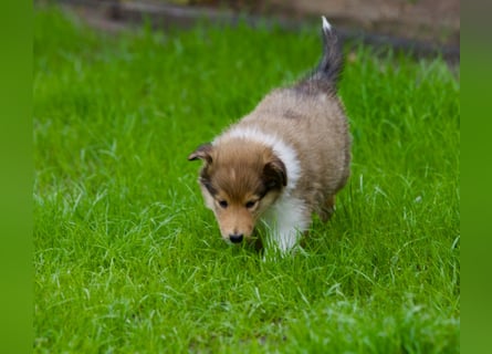Wundervolle Collie-Welpen aus liebevoller VDH-Zucht suchen ein liebevolles Zuhause