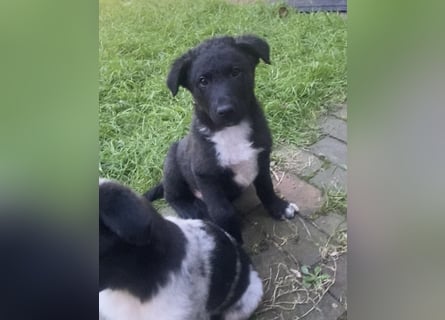 Süße Border Collie -Mudi mix Welpen