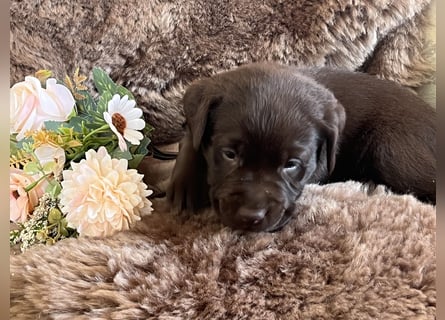 Zuckersüße Schoko Labradorwelpen